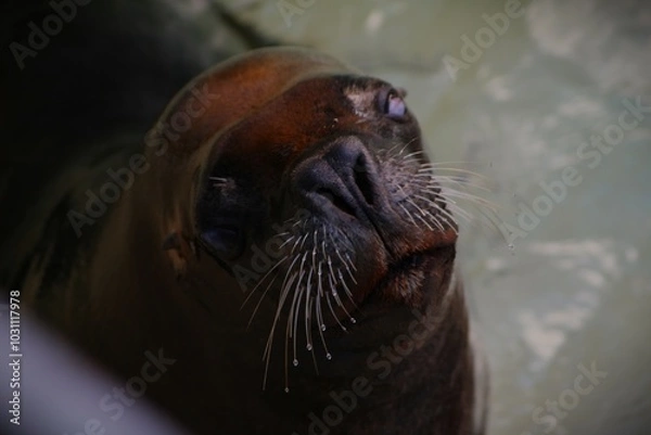 Obraz This photograph was taken on 5th October 2024 at Dudley zoo and castle, England. I wanted to capture this poor blind sea lion up close and personal.