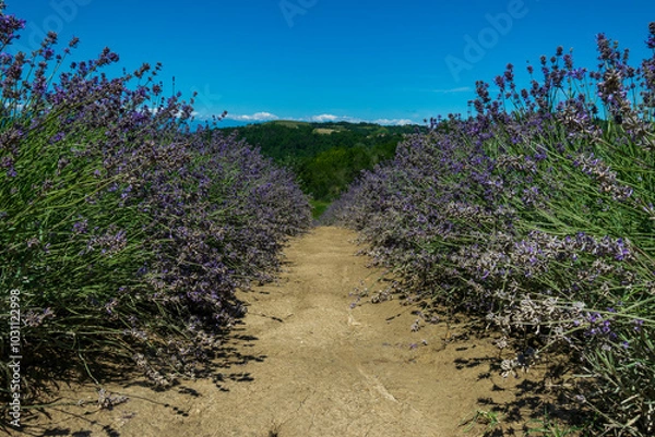 Obraz CAMPI DI LAVANDA