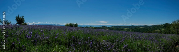 Obraz CAMPI DI LAVANDA