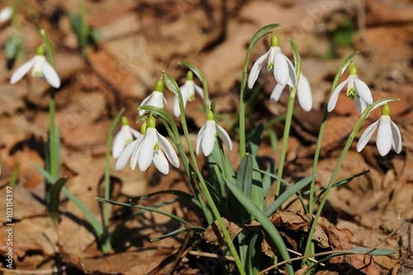 Fototapeta Snowdrops.