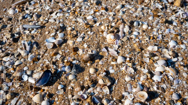 Obraz Seashells on the sandy beach. 