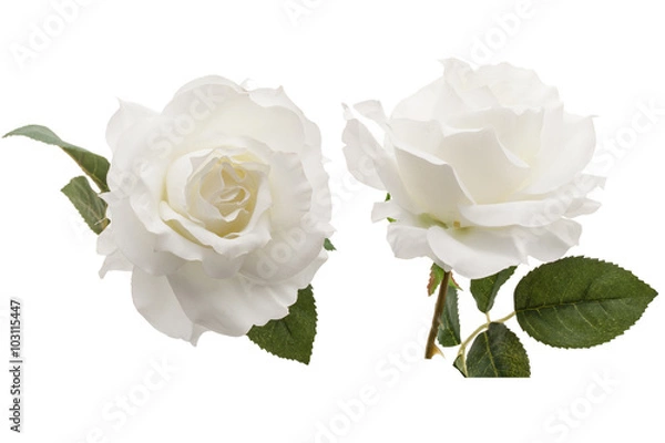 Obraz white rose isolated on white background