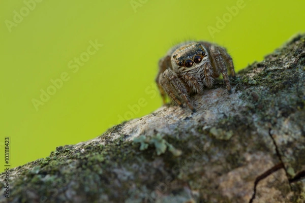 Obraz Evarcha arcuata Jumping Spider Macro Shot