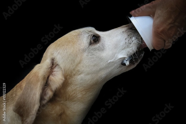 Obraz Labrador eating yoghurt