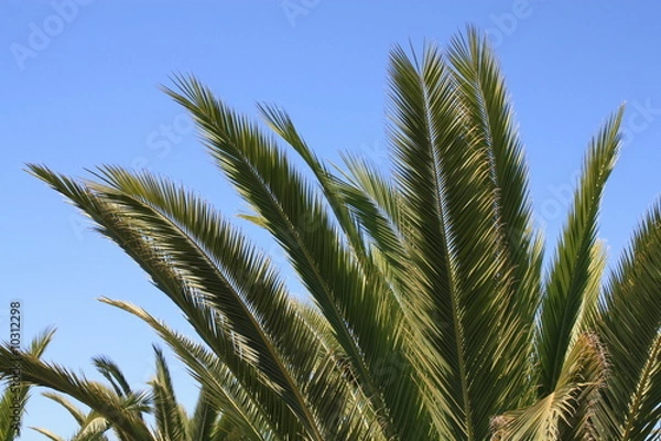 Fototapeta Palmenkrone