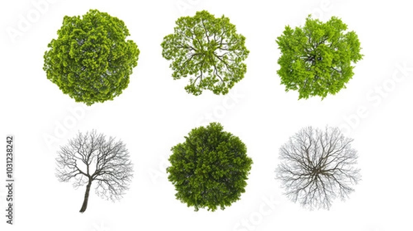 Fototapeta Tree Seasons Illustrated on a White Background Generative AI