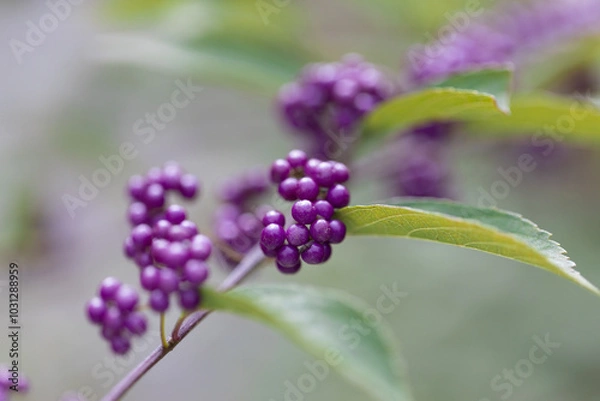 Obraz ムラサキシキブの実