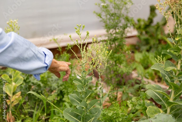 Obraz A person is pointing to a plant in a garden. The garden is full of plants and flowers.