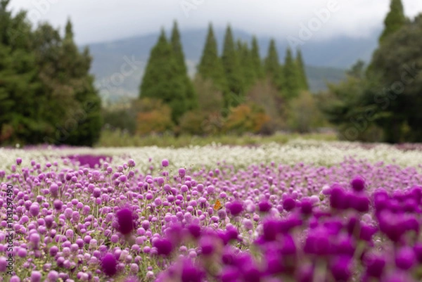 Fototapeta 千日紅