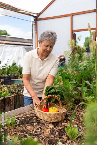 Obraz A woman is picking vegetables from a garden. She is holding a basket and has a smile on her face