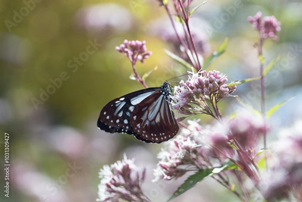 Fototapeta アサギマダラ