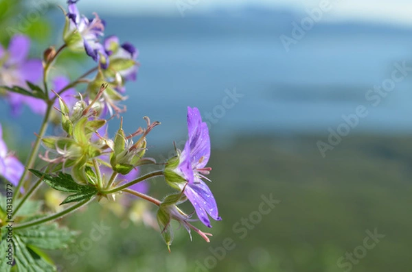 Fototapeta Pink flowers of woodland geranium on mountain slope overlooking lake Torneträsk, Abisko, Swedish subarctic Lapland