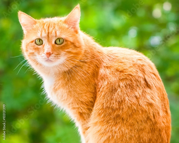 Obraz Ginger shorthair cat with sad green eyes sitting and looking at camera in sunny garden at summer day. Green summer blurred background with natural bokeh