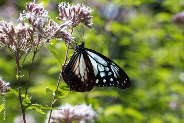 Fototapeta アサギマダラ