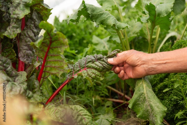 Obraz A hand picks a chard leaf in a garden. The chard is surrounded by other green plants. Concept of freshness and health