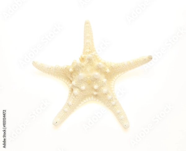 Fototapeta ヒトデ