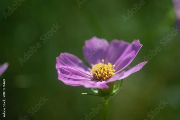 Fototapeta コスモス