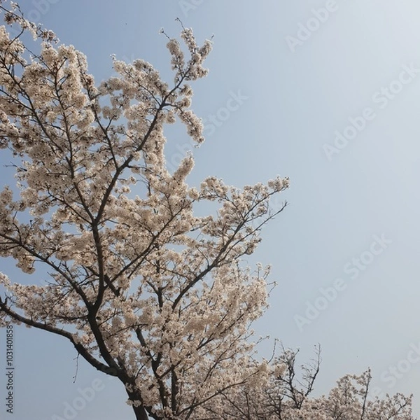 Fototapeta a picture of a cherry blossom tree in a cloudy sky