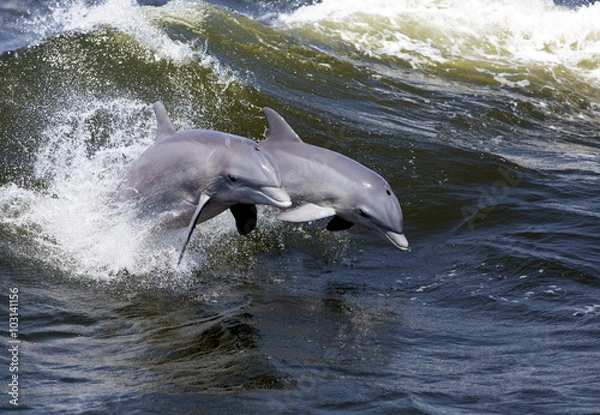 Obraz Two Bottlenose Dolphin (Tursiops truncates)