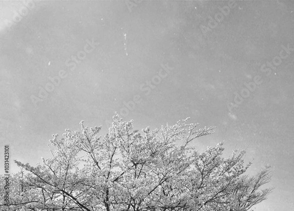 Fototapeta a black-and-white photograph of a cherry blossom tree flying in the wind