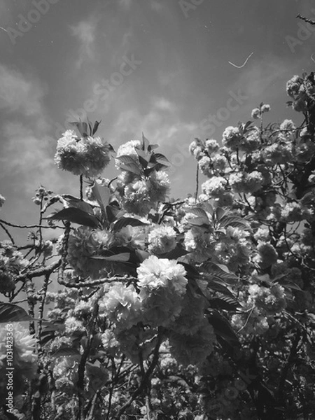 Fototapeta a close-up black-and-white picture of a cherry blossom tree