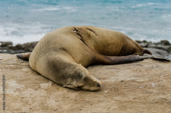 Fototapeta Single Sleeping Sea Lion on Rocks