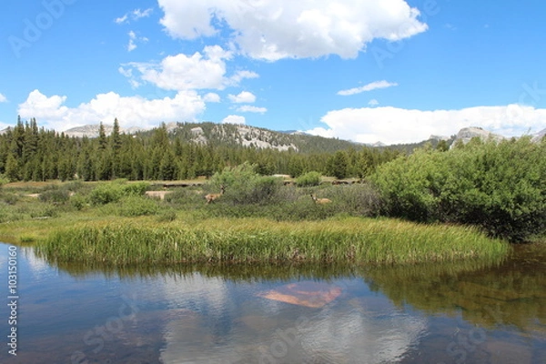 Fototapeta Deer In Meadows