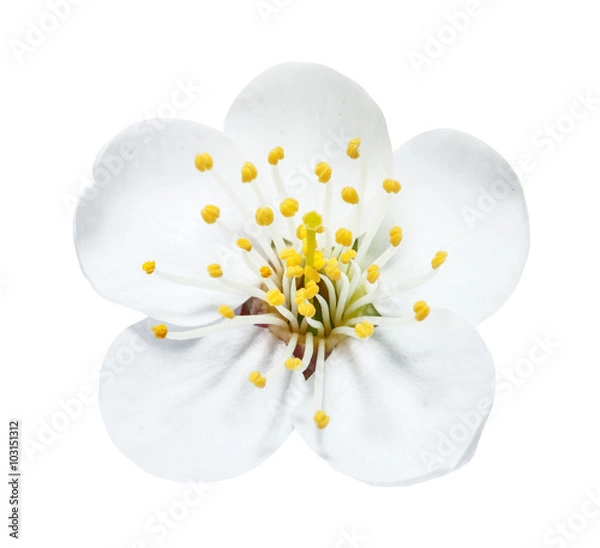 Fototapeta The white cherry flower with yellow stamens isolated on the white