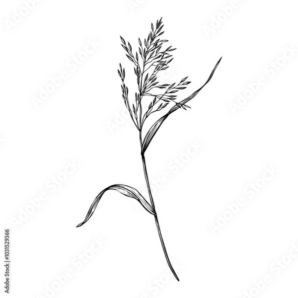 Fototapeta Branch of grass, bluegrass, bent. Hand drawn vector illustration isolated on white background. Sketch in line art style painted by black inks. For clip art banner cards invitation package