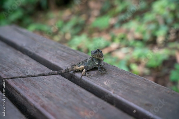 Obraz dragonfly resting on a leaf