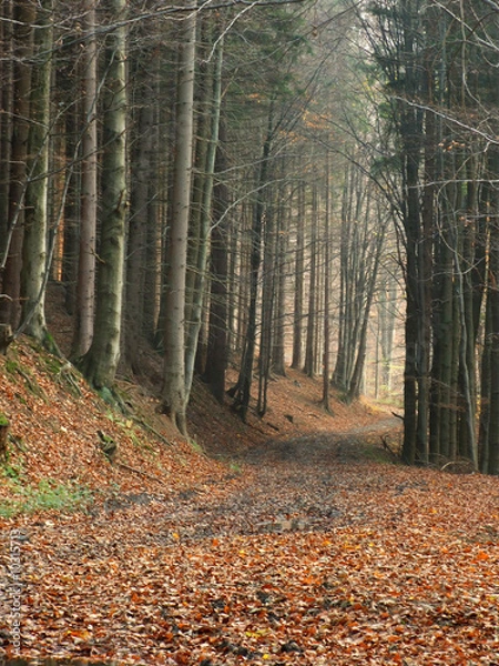 Fototapeta Path through the forrest