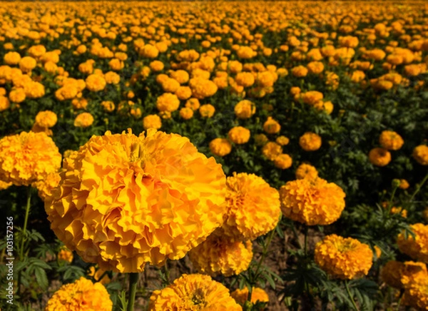 Fototapeta Marigold field