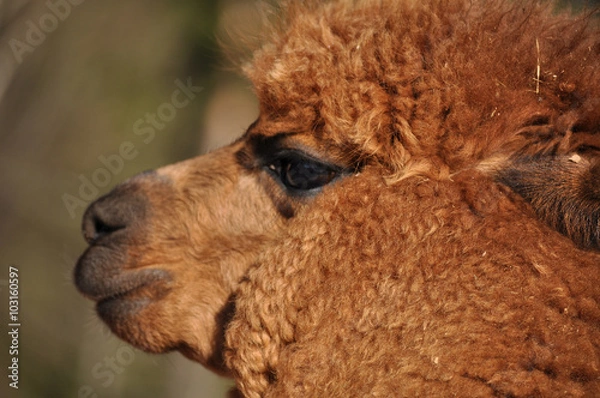 Obraz Alpaca