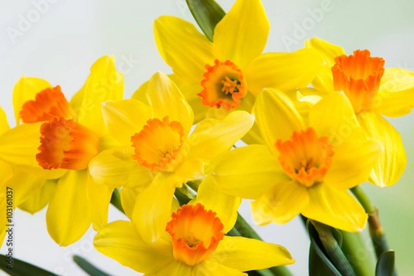 Obraz narzissenstrauß