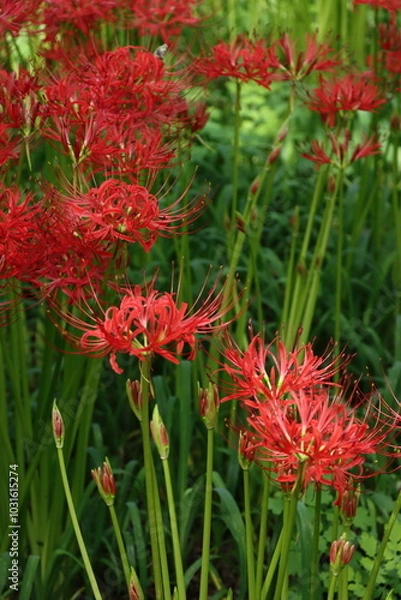 Fototapeta ヒガンバナの群生