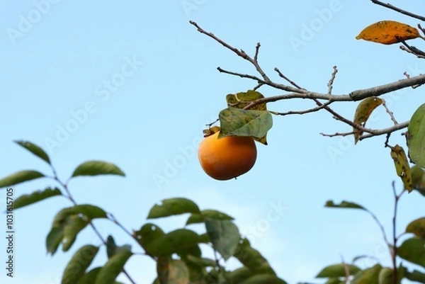 Fototapeta 木に残った柿