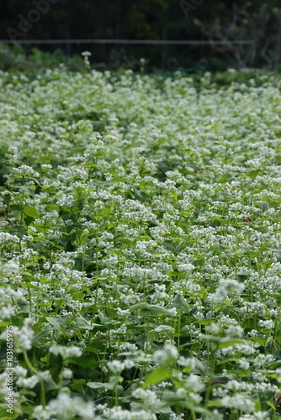 Fototapeta 花盛りのソバ畑　縦