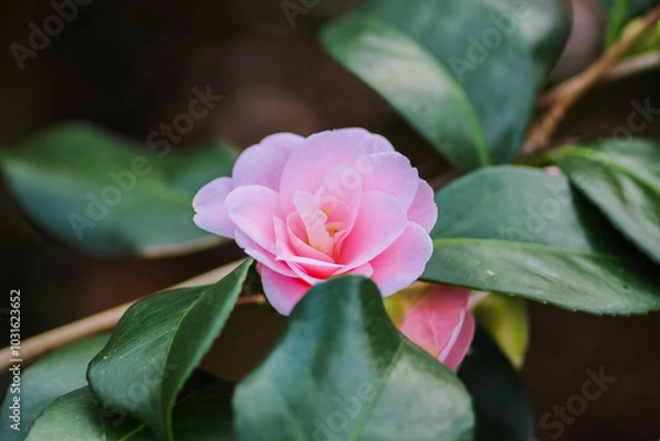 Fototapeta A close up of flowers in the great outside in the UK.
