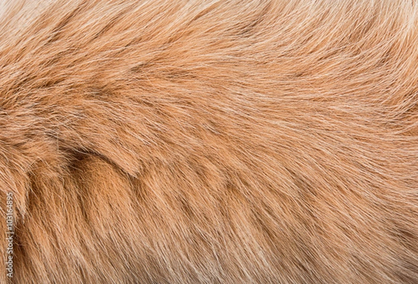 Fototapeta red fur texture