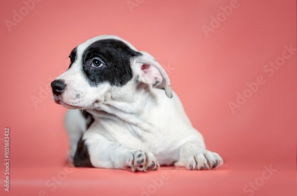 Fototapeta Staffordshire Terrier puppy lying on a coral studio background