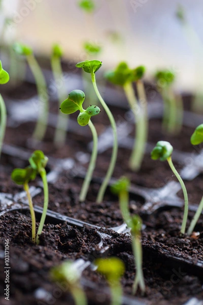Obraz green sprouts have sprouted in the ground