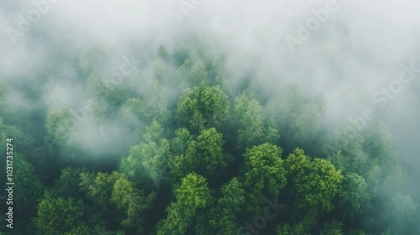 Obraz Aerial view of a dense forest shrouded in mist, showcasing nature's tranquility.