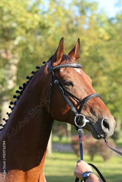 Fototapeta Closeup portrait of a purebred stallion on animal survey show otdoors summertime