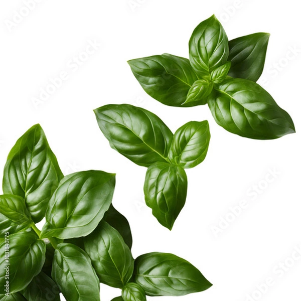 Fototapeta basil isolated on white