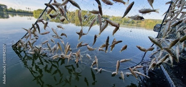 Fototapeta juvenile fish  cautght in gillnets