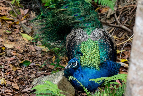 Obraz インドクジャク