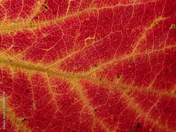 Fototapeta Macro shot of texture of a red and yellow leaf with visible cells, veins and pattern of leaf surface