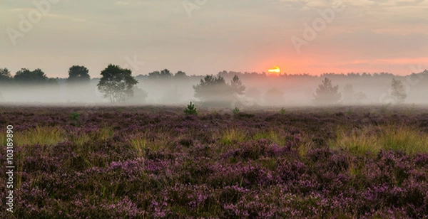Fototapeta Rucphense Heide