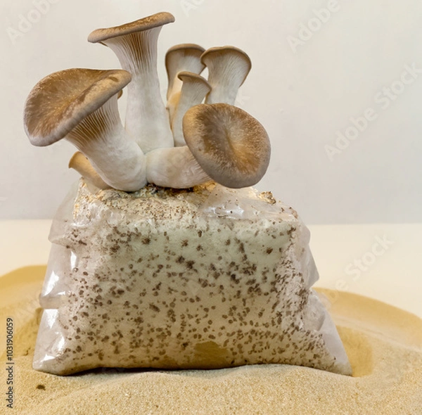 Obraz A close-up shot of king oyster mushrooms growing from a cultivation setup, perfect for agricultural, organic farming, or mushroom cultivation themes.