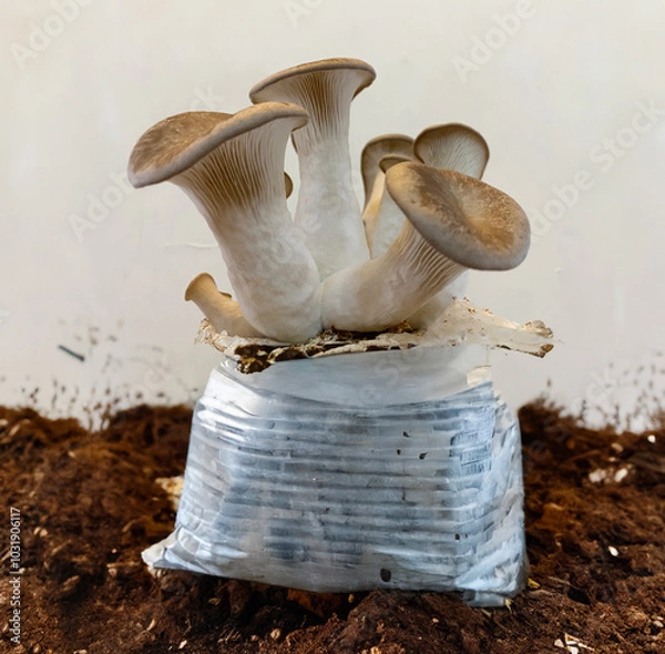 Obraz A close-up shot of king oyster mushrooms growing from a cultivation setup, perfect for agricultural, organic farming, or mushroom cultivation themes.